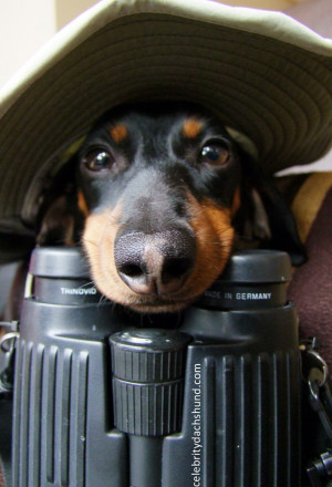 The wiener dog who thinks he's more of a celebrity than he really is ...