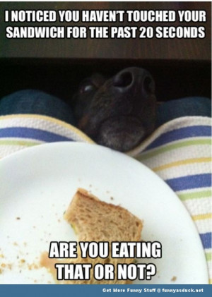 dog animal eat that sandwich funny pics pictures pic picture image ...