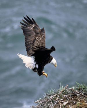 隼，鹰，雕，鹫，枭，鹞，鸢，鸮，鹞，鵟怎么区分