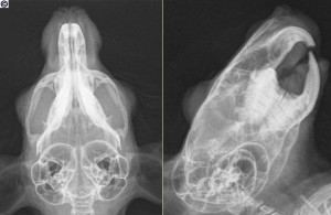 Guinea Pig Teeth X-ray. Related Images