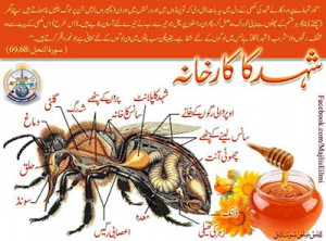 Honey Bee Amazing Creation of Allah Almighty