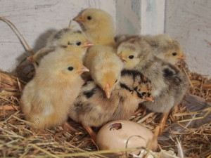 Image source Wikimedia Commons: File:Newborn chickens.jpg