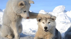 Cute White Funny Husky Puppies HD Wallpapers free for desktop ...