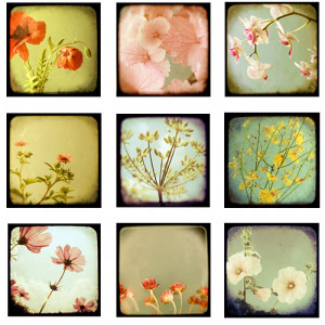 Botanicals – Viewfinder Collection