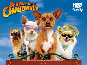 Related Pictures beverly hills chihuahua teddybear64 wallpaper