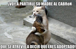 El gato y su hermano adoptado