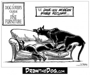 Funny Great Dane Pictures