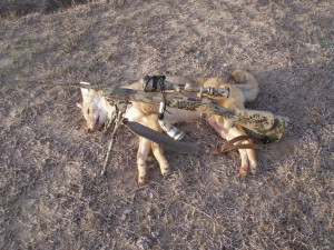 Thread: trapping/furbearer hunting success