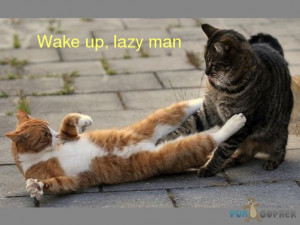 Wake up lazy man funny cats