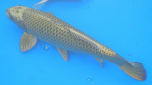Growing up with baby Gold Carp - What are they?-joe_hatfield_001.jpg