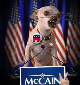 Angry-McCain-chihuahua-funny-chihuahuas-8686630-280-300.jpg