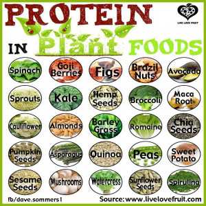 Protein in plant foods by Dave Sommers