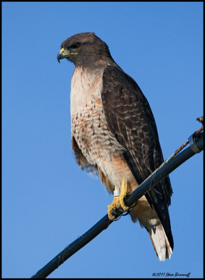 california red tailed hawk