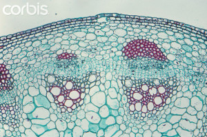 Helianthus Stem Vascular Bundle Cross Section