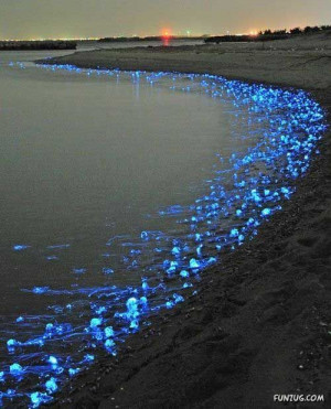 Thousands of glowing jellyfish were washed up on shore of Japan and it ...