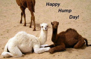 Happy Hump Day Camel...