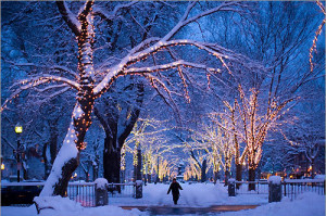 christmas, lights, night, snow, tree, winter