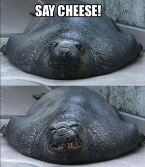 seal tried to give his best smile, funny seal, seal smile