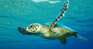 Sea Turtle Release Adventure