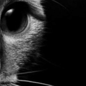 Pinned by Christopher Denham