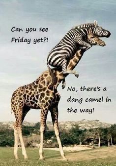 ... to explain the hump day camel in-between, cuz I didn't get it :) More