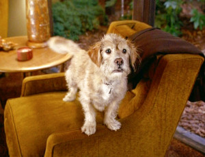 Legend Of Ron Burgundy Anchorman Baxter Dog The Legend Of Ron