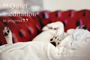 Home » Portfolio » Pampered Pups Postcards » Pampered Pups ...