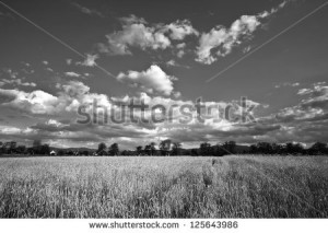 Wheat Field Black And White