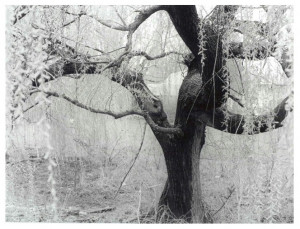 August 5, 2013 by elizabethmoscoso