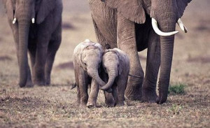 baby-elephants-hug.jpg#elephant%20hugs%20600x3
