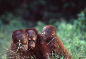 Protecting Orangutan Forests