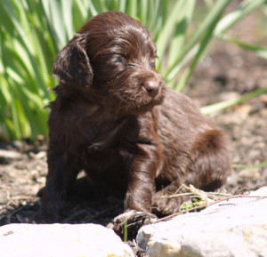 boykin spaniel puppies