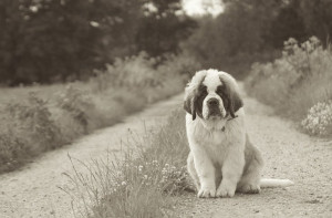 ... .tumblr.com/post/49297524872/mauradawg-saint-bernard-dogs