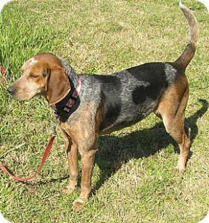 ... Dog for Sale in Edisto ...Walker Coonhound, Coonhound Dogs, Coonhound