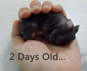 Cute newborn baby bunny1 Funny: Cute newborn baby bunny