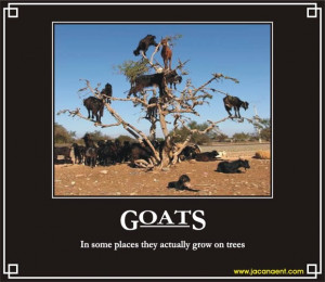 Goats, Demotivation, Demotivational, Demotivational Posters, Jacana ...