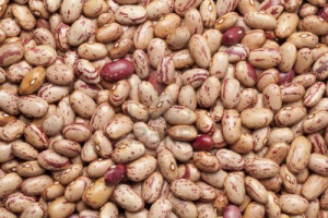The Pinto Bean Originates From Central Mexico Where Means picture
