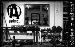Weightlifting Animal Wallpapers