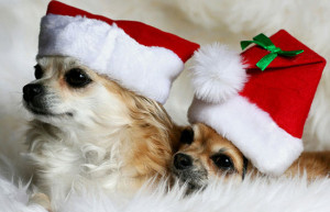 pets in Christmas outfits and by being super-excited about Christmas ...