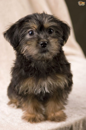 Yorkie Poodle Mixed Breed Dogs