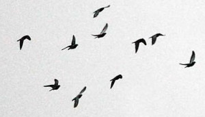 ... auspices of', we need to know what auspices are. No, they aren't