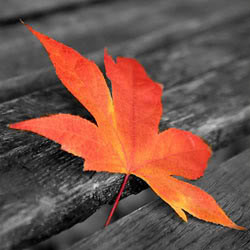 ... quotes and below is a list of some of my favorite Autum Quotes