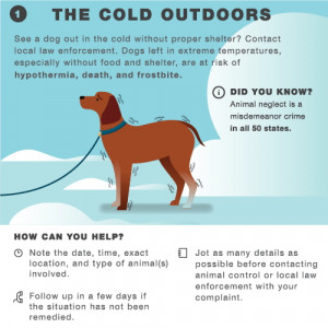 This graphic not only includes ways to protect your pet in chilly ...