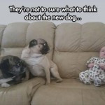 ... pugs are not sure what to think about the new addition to the family