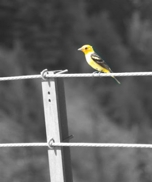 quotes group b honorable mention bird on a wire by