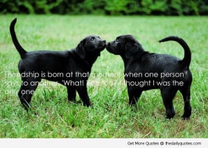 Dog Love Quotes And Sayings