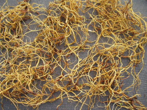Whole Herb Essiac, Sheep Sorrel Roots