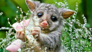 wombat babies