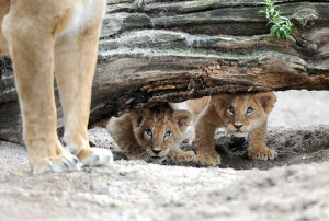 Funny photos funny lion cubs hiding from mom