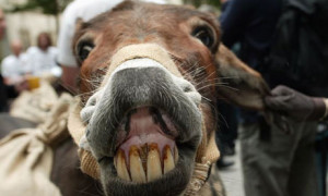 Funny Donkey (7)